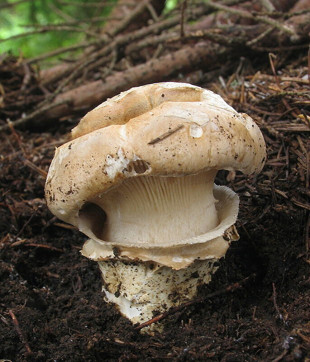 náramkovka cisárska Catathelasma imperiale (P. Karst.) Singer