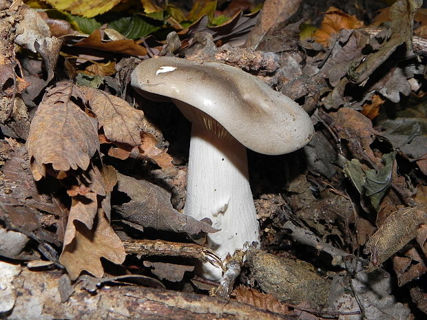 strmuľka inovaťová Clitocybe nebularis (Batsch) P. Kumm.