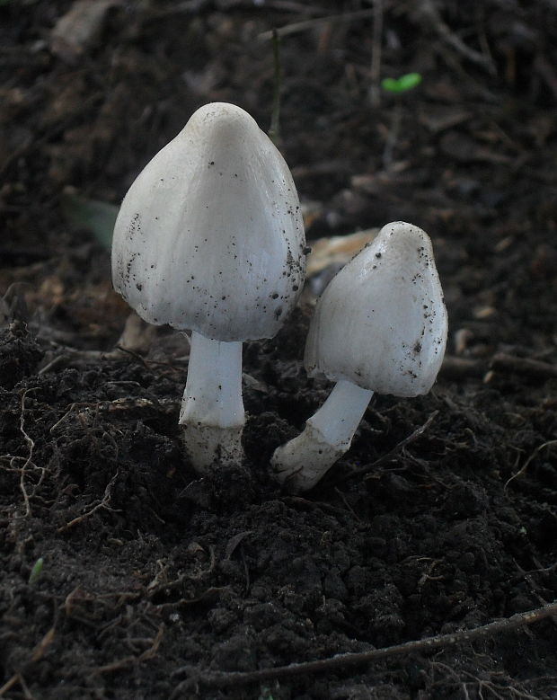 hnojník Coprinus sp.