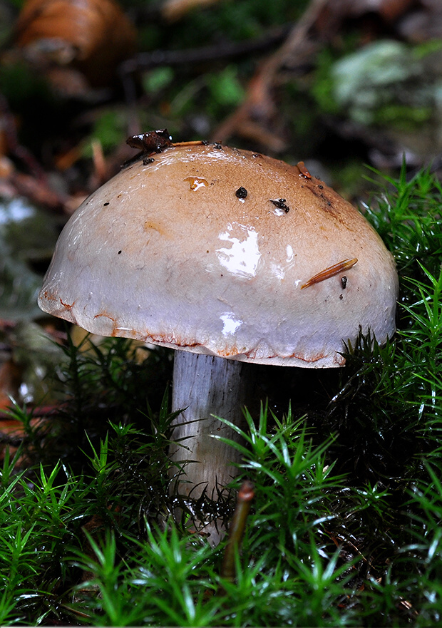 pavučinovec Cortinarius sp.