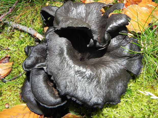 lievik trúbkovitý Craterellus cornucopioides (L.) Pers.