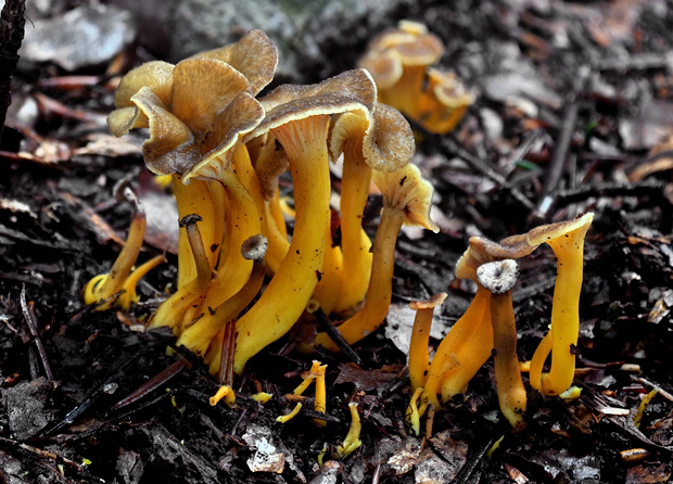 kuriatko lievikovité Craterellus tubaeformis (Fr.) Quél.