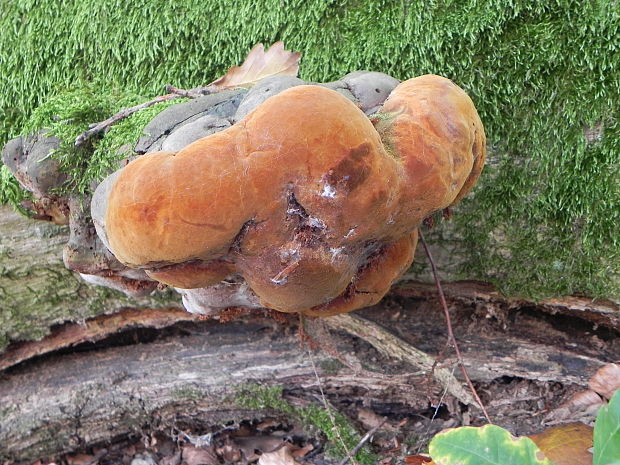 ohňovec mohutný Fomitiporia robusta (P. Karst.) Fiasson & Niemelä