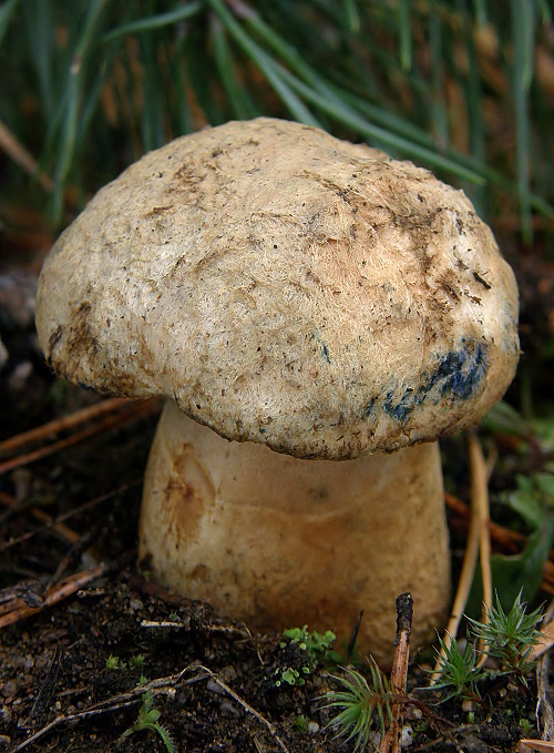 hríbnik modrejúci Gyroporus cyanescens (Bull.) Quél.