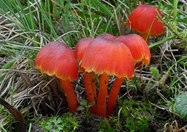 lúčnica šarlátová Hygrocybe coccinea (Schaeff.) P. Kumm.