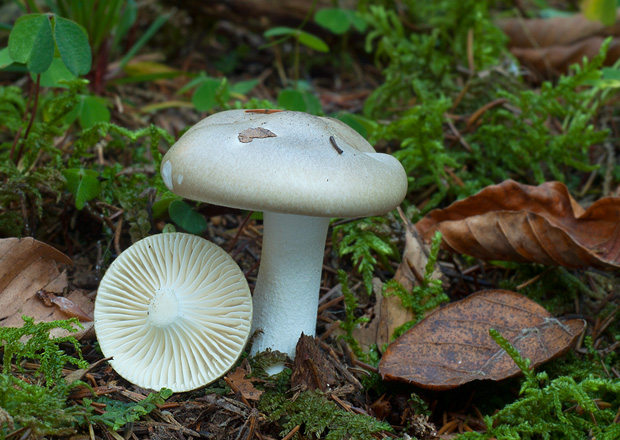 šťavnačka voňavá Hygrophorus agathosmus (Fr.) Fr.