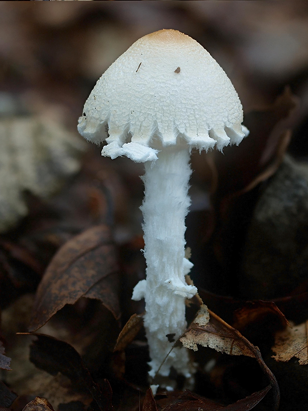 bedlička vlnatá Lepiota clypeolaria (Bull.) P. Kumm.