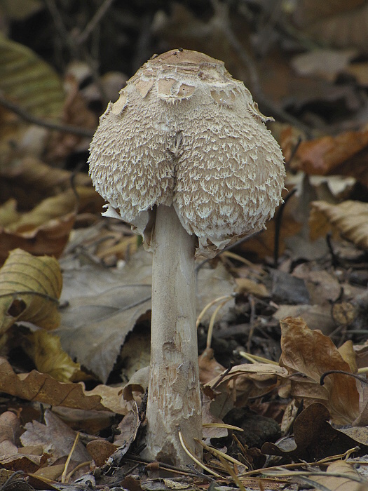 bedľa  Macrolepiota sp.