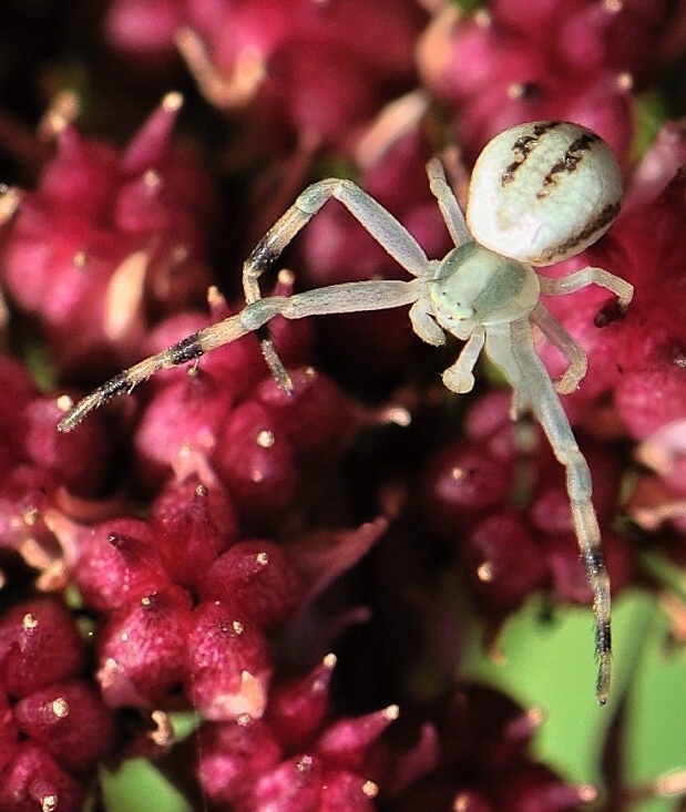 kvetárik dvojtvarý Misumena vatia