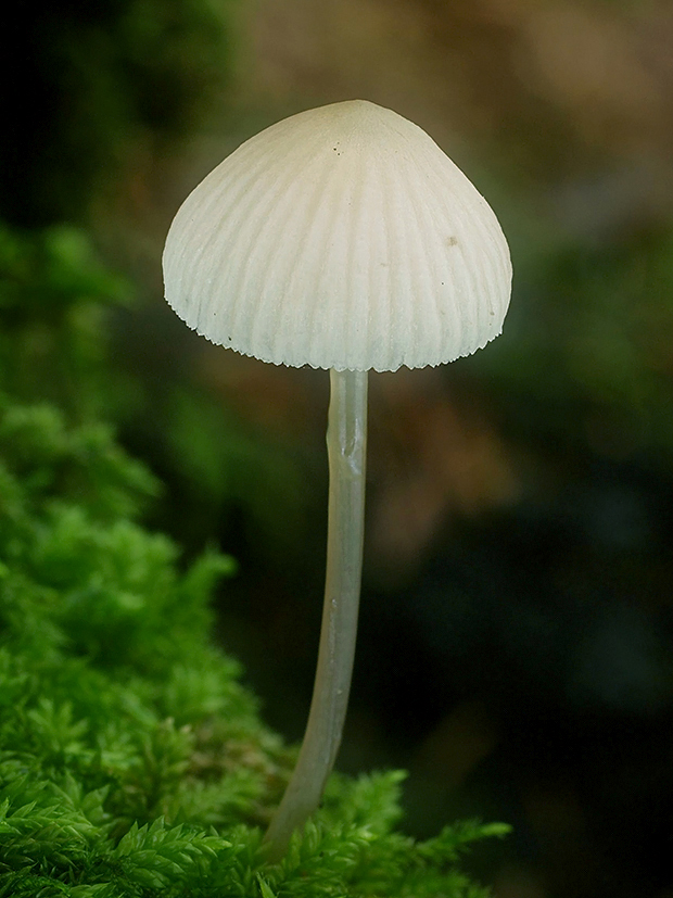 prilbička Mycena sp.