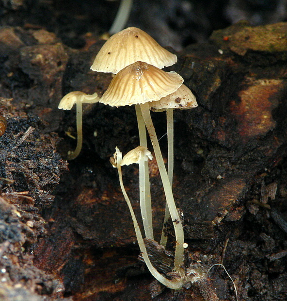 prilbička Mycena sp.