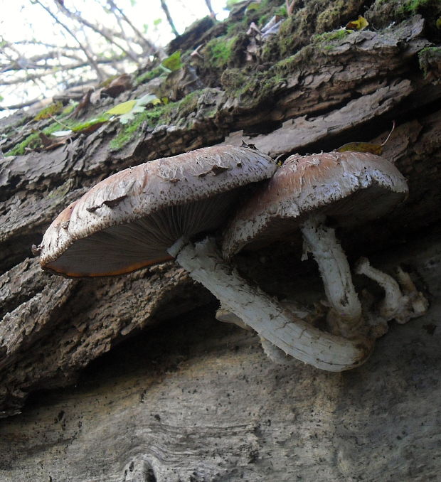 šupinovka Pholiota sp.