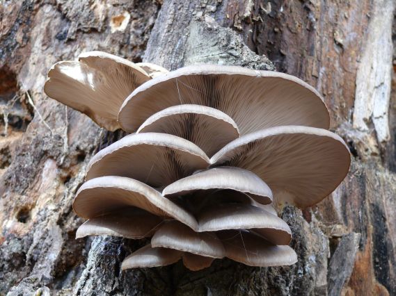 hliva ustricovitá Pleurotus ostreatus (Jacq.) P. Kumm.