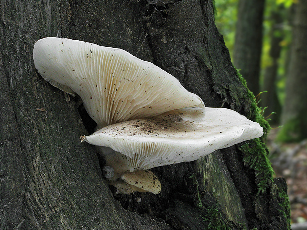 hliva buková ? Pleurotus pulmonarius (Fr.) Quél.