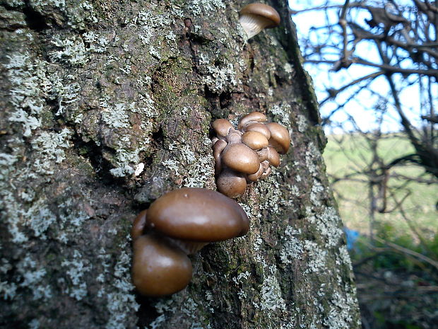 hliva Pleurotus sp.