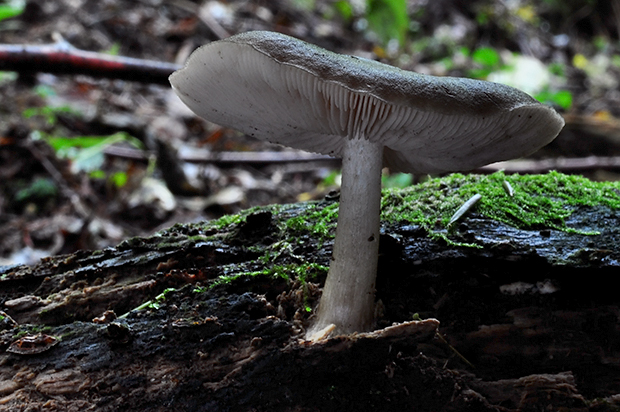 štítovka jelenia Pluteus cervinus (Schaeff.) P. Kumm.