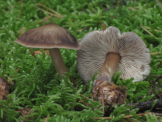 peniazovka maslová Rhodocollybia butyracea (Bull.) Lennox