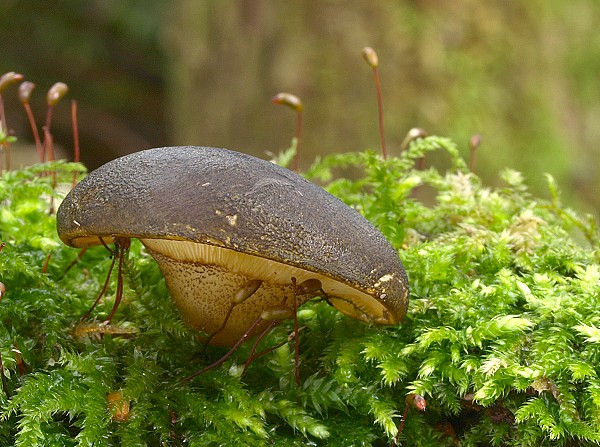 pňovka neskorá Sarcomyxa serotina (Pers.) P. Karst.