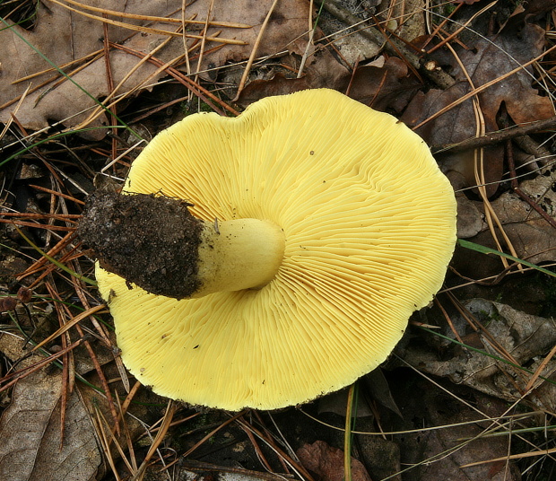 čírovka zelenkastá Tricholoma equestre (L.) P. Kumm.