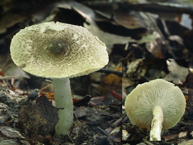 čírovka tigrovaná Tricholoma pardinum (Pers.) Quél.