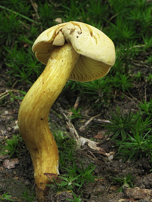 čírovka sírovožltá Tricholoma sulphureum (Bull.) P. Kumm.