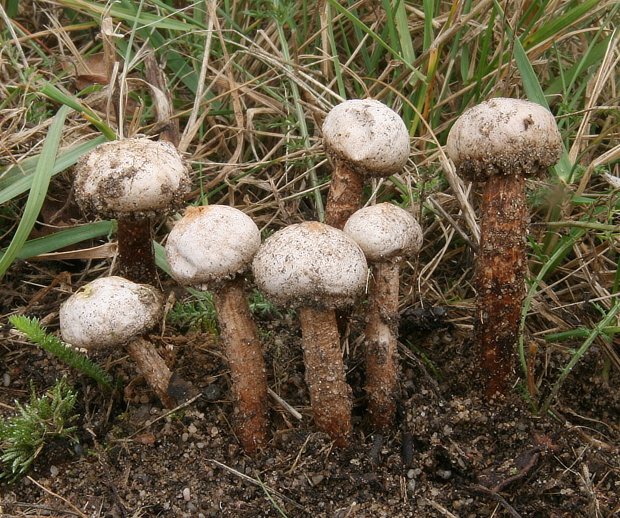 stopkovec vláknitý Tulostoma fimbriatum Fr.