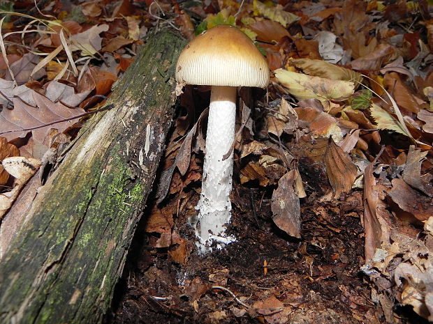 muchotrávka Amanita sp.