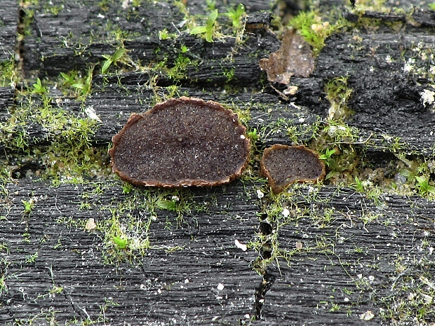 askobol spáleniskový Ascobolus carbonarius P. Karst