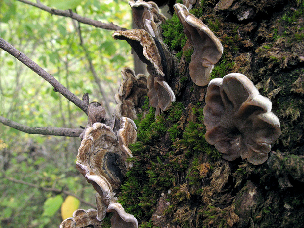 uchovka pásikavá Auricularia mesenterica (Dicks.) Pers.