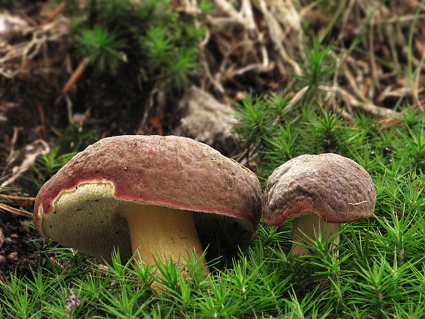 suchohríbnik zamatový Boletus pruinatus? Fr. & Hök