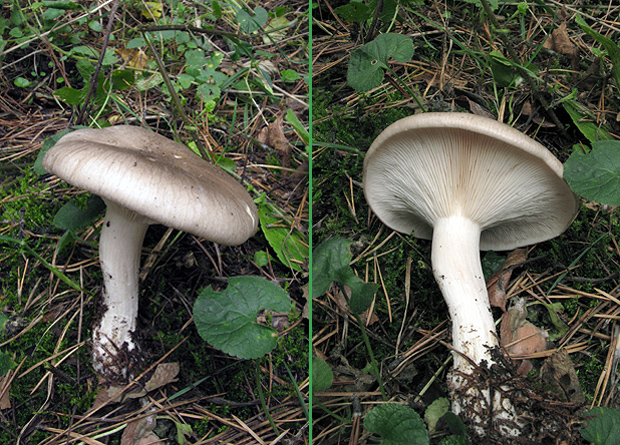 strmuľka inovaťová? Clitocybe nebularis (Batsch) P. Kumm.