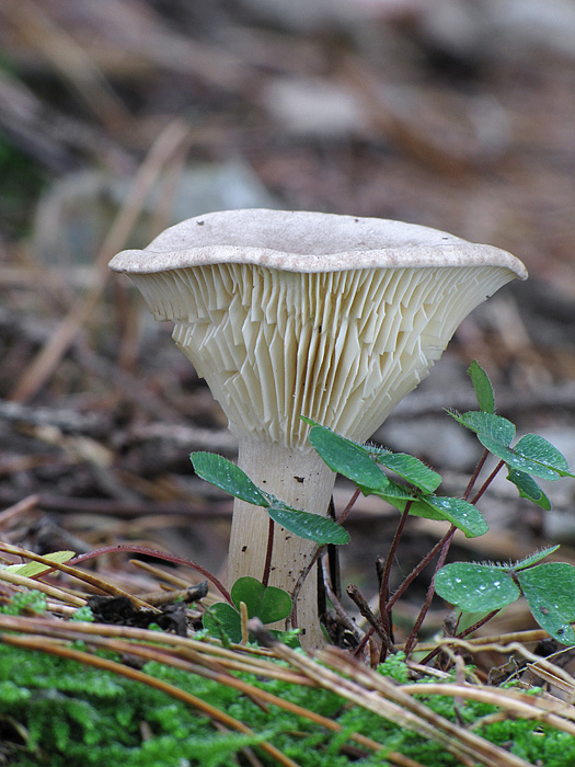 strmuľka Clitocybe sp.