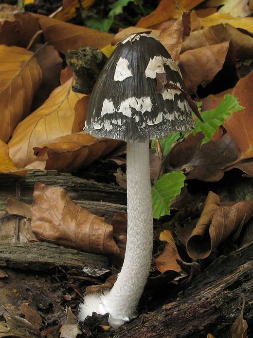 hnojník strakatý Coprinopsis picacea (Bull.) Redhead, Vilgalys & Moncalvo