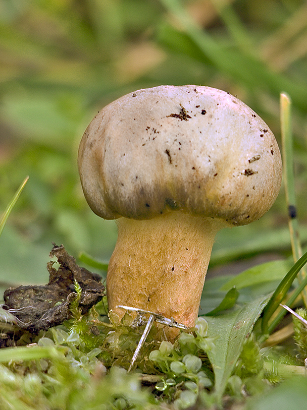 pavučinovec Cortinarius sp.