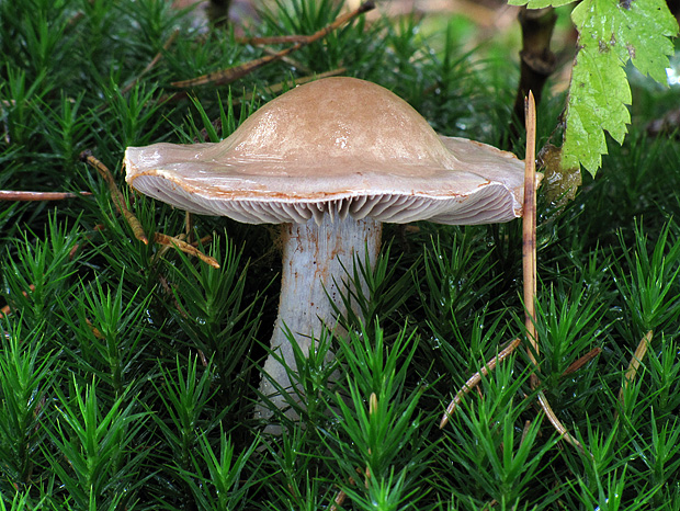 pavučinovec Cortinarius sp.