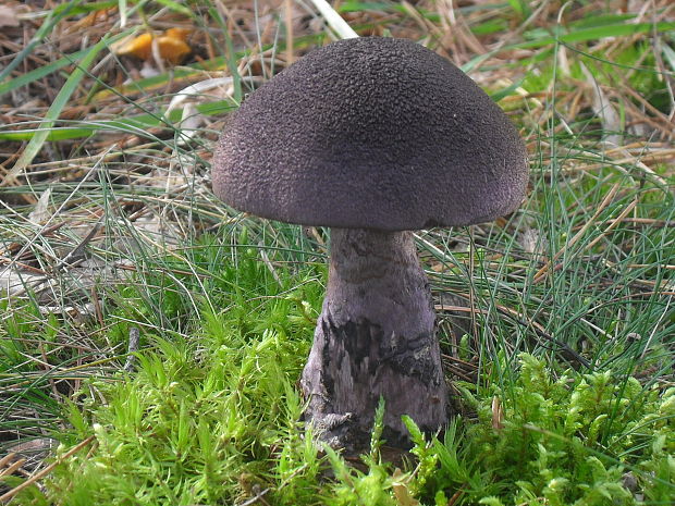 pavučinovec fialový fialový Cortinarius violaceus (L.) Gray