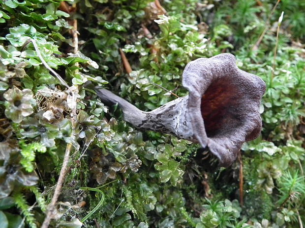 lievik trúbkovitý Craterellus cornucopioides (L.) Pers.