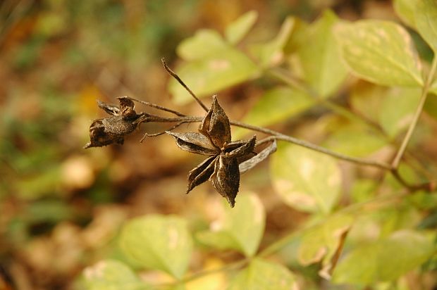 jasenec biely Dictamnus albus L.