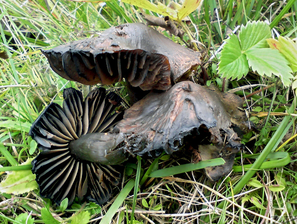 lúčnica ovčia Hygrocybe ovina (Bull.) Kühner