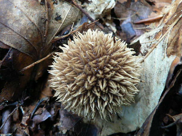 prášnica pichliačová  Lycoperdon echinatum Pers.