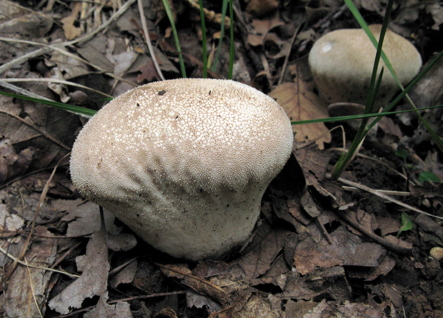 prášnica bradavičnatá Lycoperdon perlatum Pers.