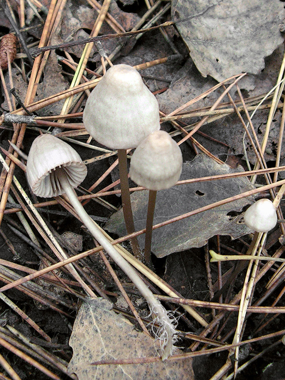 prilbička ružovolupeňová ? Mycena galericulata (Scop.) Gray