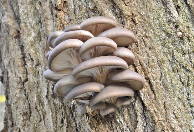 hliva ustricovitá Pleurotus ostreatus (Jacq.) P. Kumm.