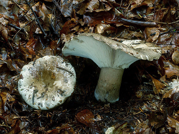 plávka lievikovitá Russula chloroides (Krombh.) Bres.