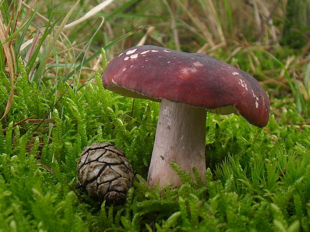 plávka Russula sp.