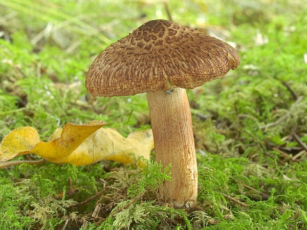 čírovka škridlicovitá Tricholoma vaccinum (Schaeff.) P. Kumm.