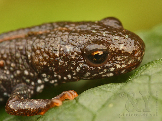 mlok dunajský Triturus dobrogicus