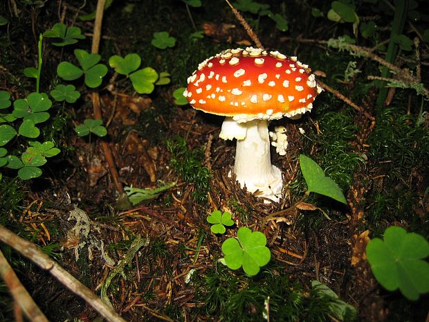 muchotrávka červená Amanita muscaria (L.) Lam.