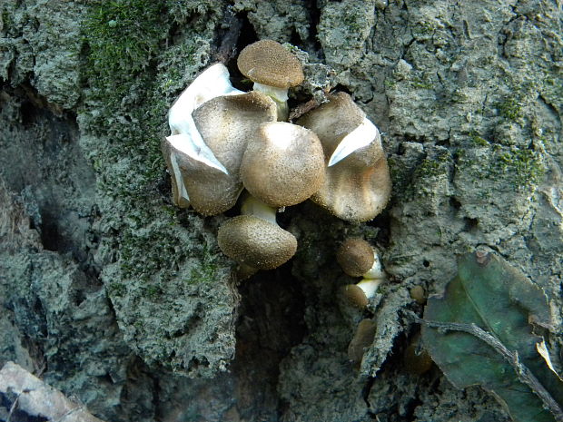 podpňovka Armillaria sp.