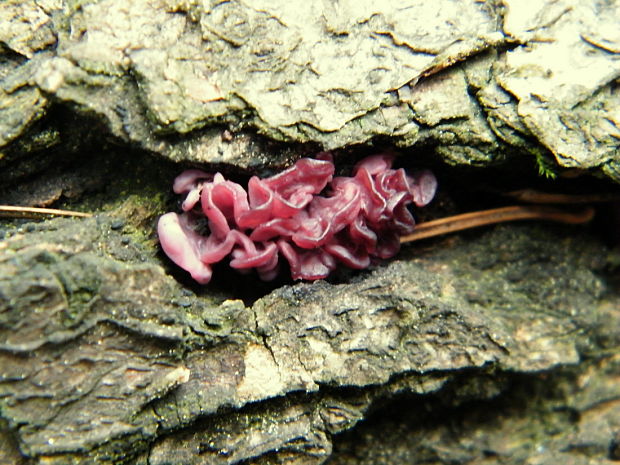 vrtidlovka Ascocoryne sp.